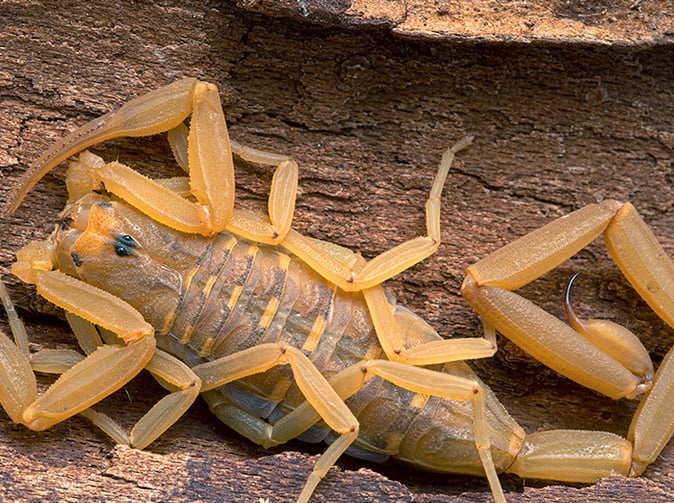 bark scorpion in maricopa county az