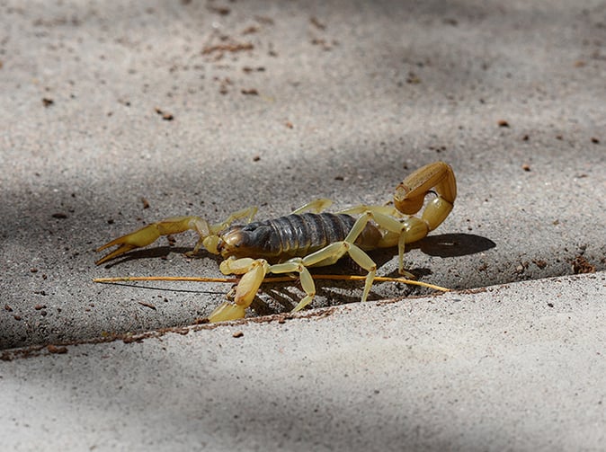 scorpion crawling outside phoenix home