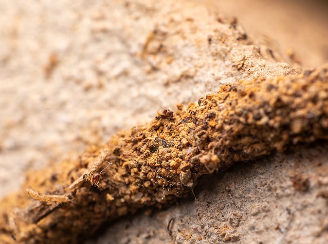 termite mud tube on phoenix home