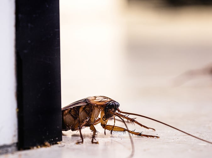 american cockroach on kitchen floor in phoenix