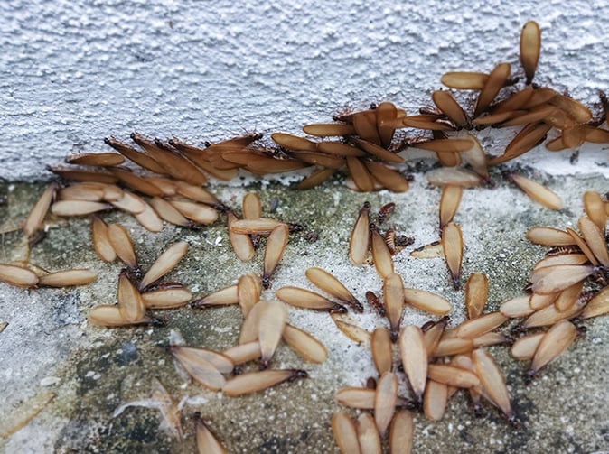 termite swarmers near Phoenix home