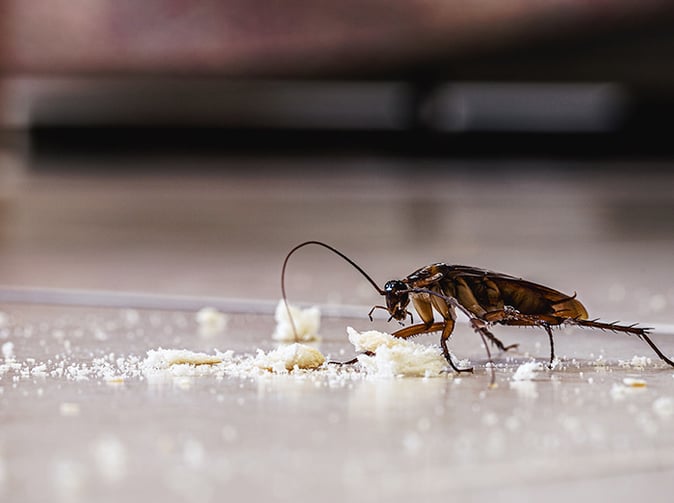 cockroach eating crumbs on kitchen floor in phoenix az