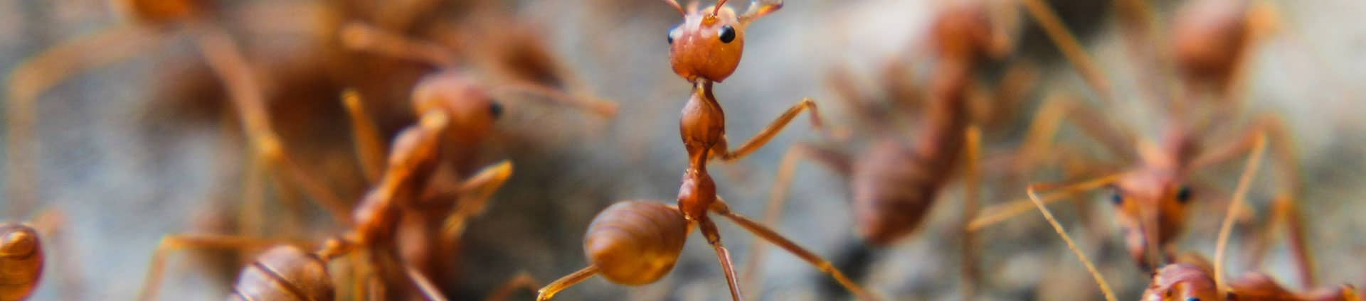 fire ants outside phoenix az home