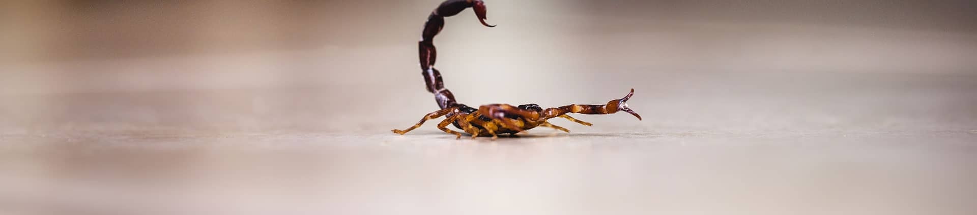 bark scorpion inside arizona home