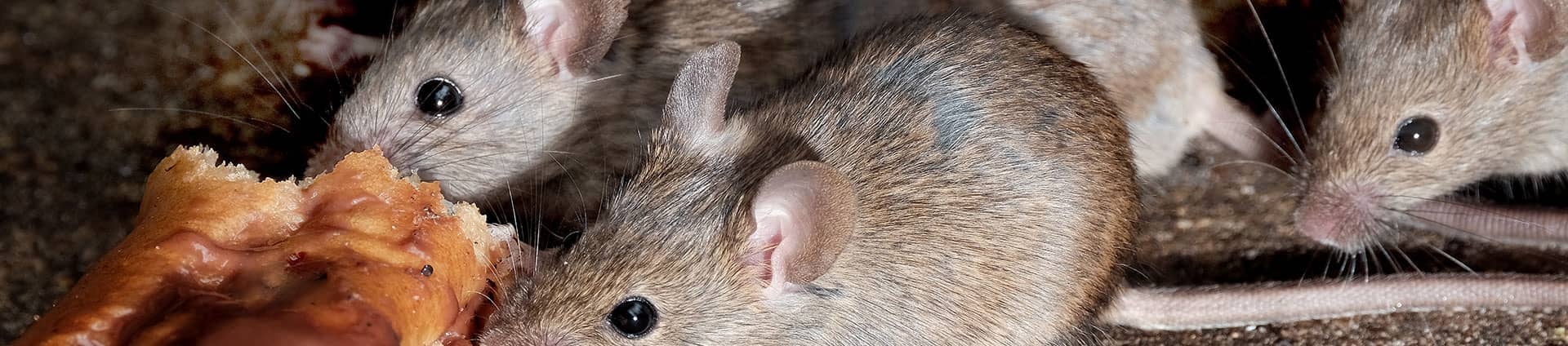 mice eating from phoenix home