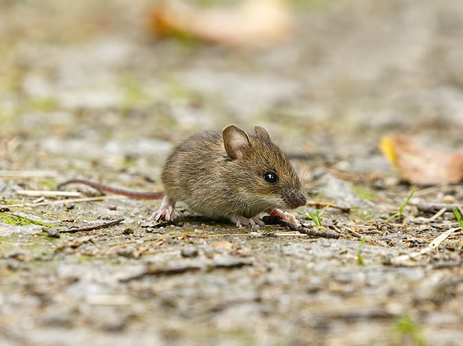 house mouse in phoenix