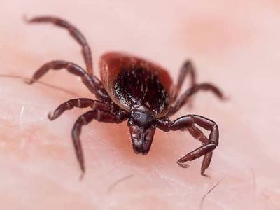 adult blacklegged deer tick crawling on person