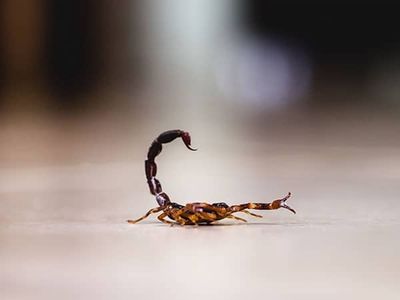 bark scorpion inside phoenix home