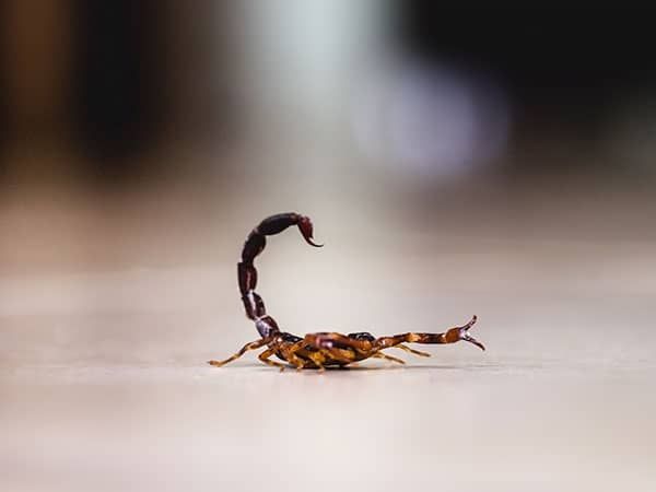 bark scorpion infesting maricopa county az home