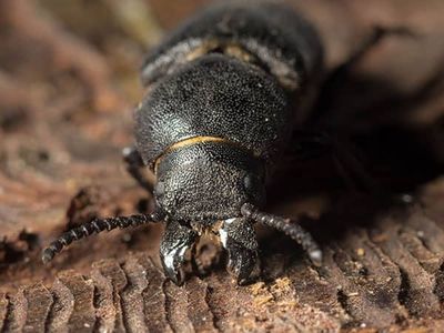 wood-damaging beetle in arizona