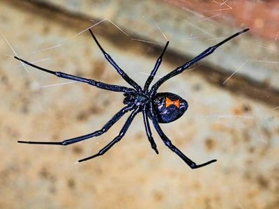 black widow spider inside maricopa county home