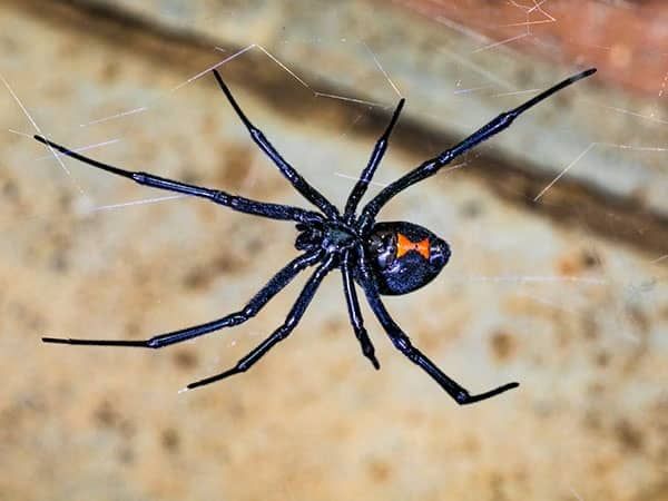 black widow spider