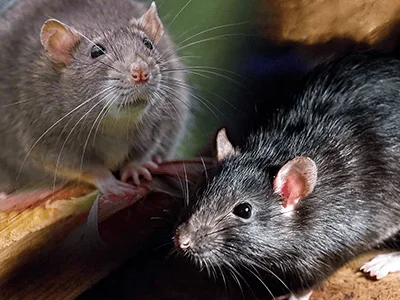 types of rats in phoenix