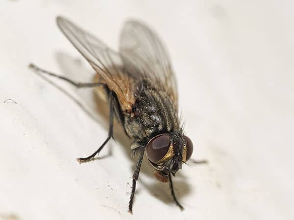 fly infesting arizona home