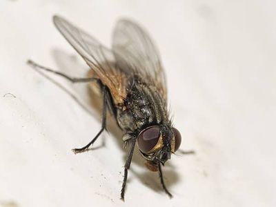 house fly