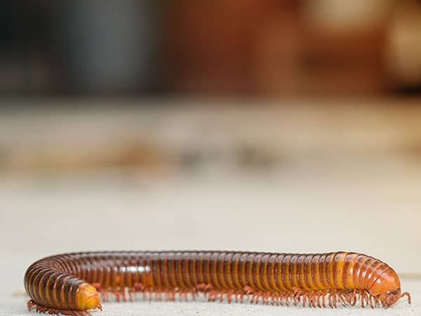 millipede crawling on floor