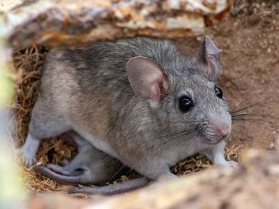 pack rat and baby outside arizona home