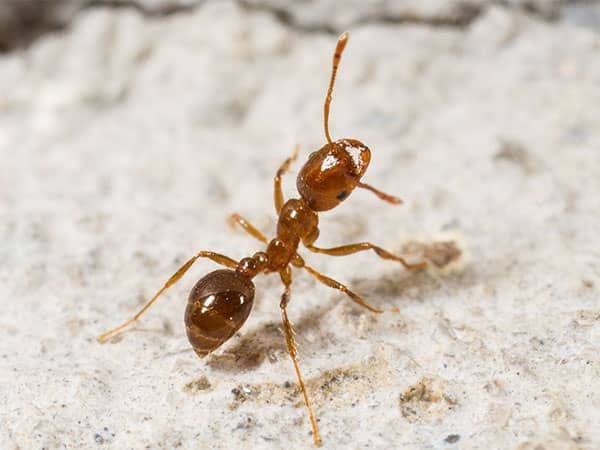 fire ant in phoenix yard