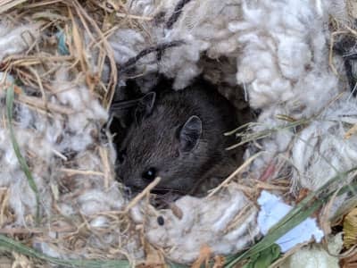 a mouse nest in attic of home in phoenix