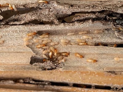 wood-damaging termites in phoenix