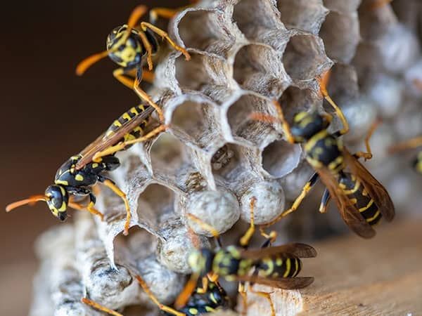 wasps working on their nest