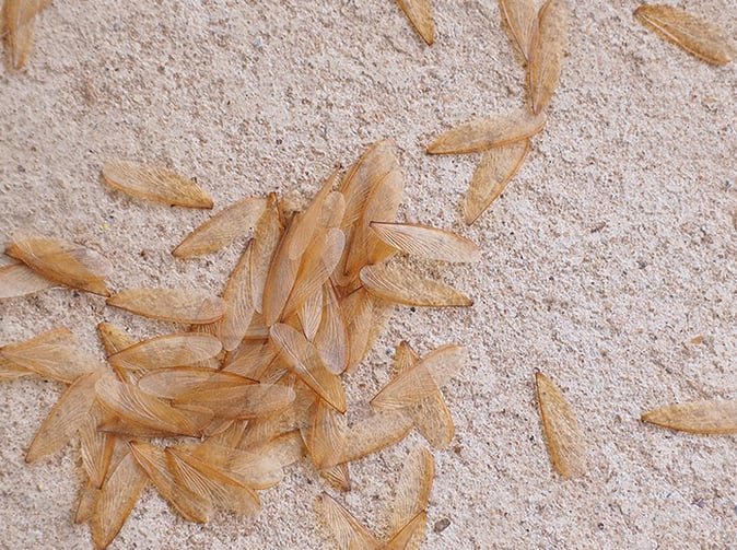 shed termite wings in phoenix