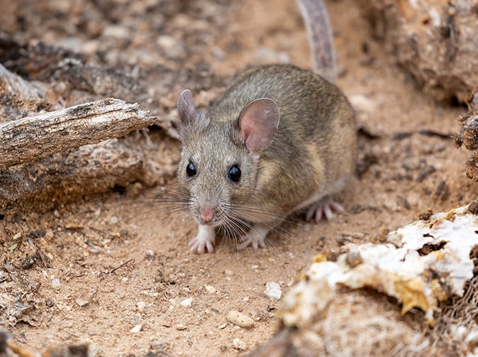 wood rat in phoenix yard