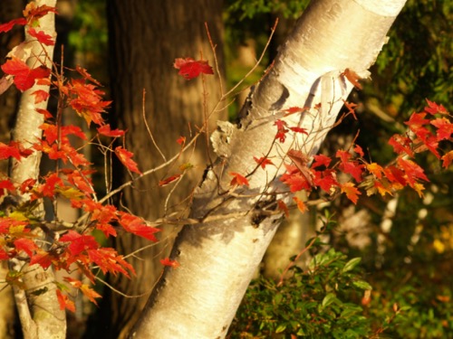 wilson-lake-inn_grounds-gardens_03