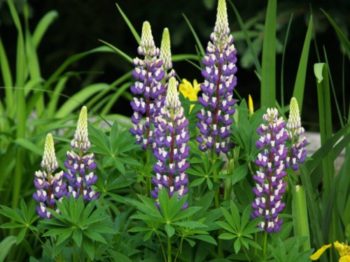 wilson-lake-inn_grounds_09