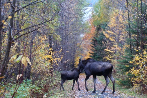 wilson-lake-inn_wildlife_08