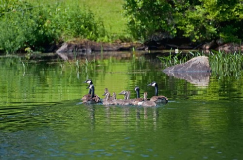 wilson-lake-inn_wildlife_09