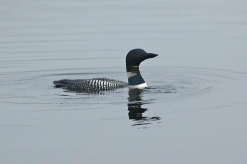 wilson-lake-inn_wilson-lake_19