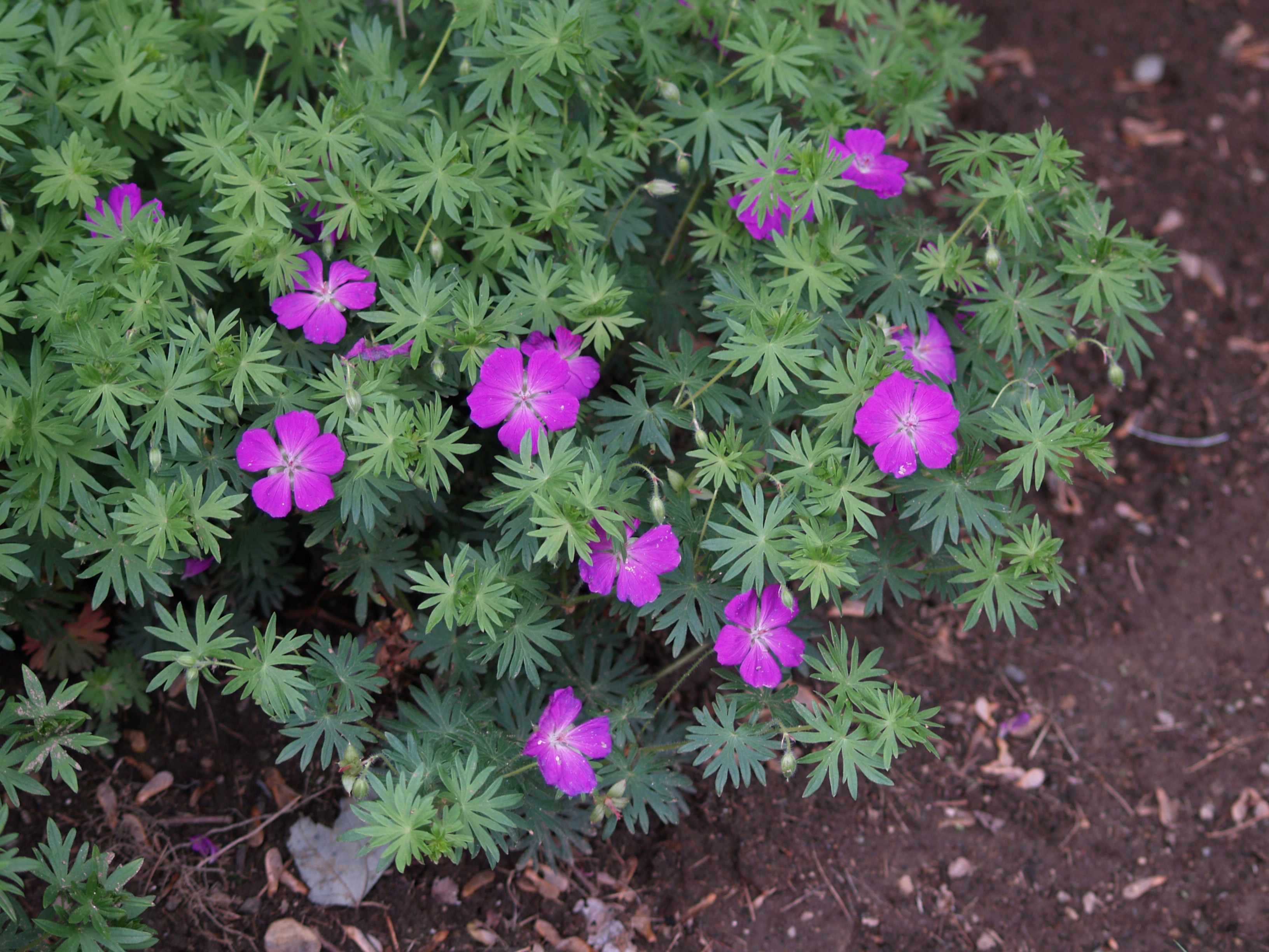 🌸 Spring Packing Guide (March &ndash; May)