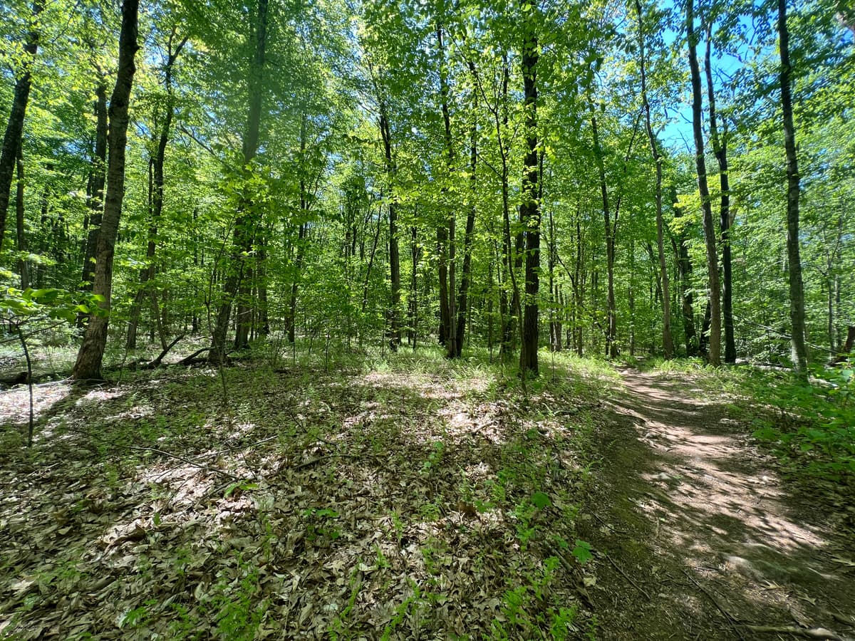 Sun shines into a forest.