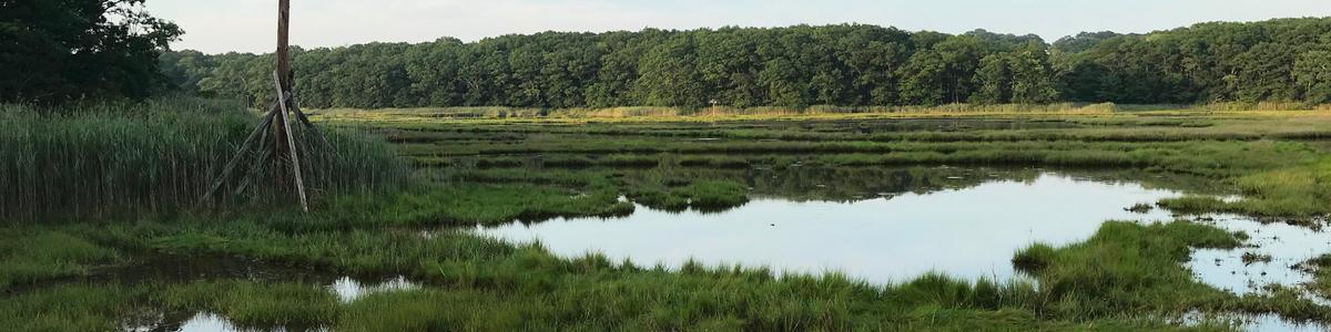 Calm water on a marshy wetland reflects the sky