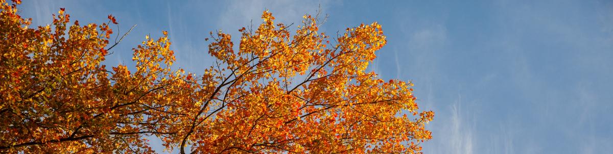 Orange falls leaves are highlighted against the blue sky background