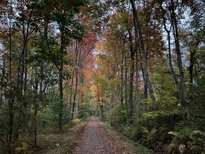 forested trail section in fall (Credit: John Bolduc)