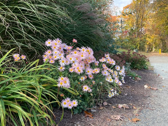 pink flora on the trail's edge (Credit: John Bolduc)
