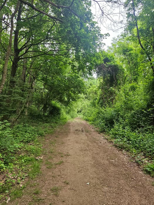 cottontail on the trail (Credit: Laura Kelly)