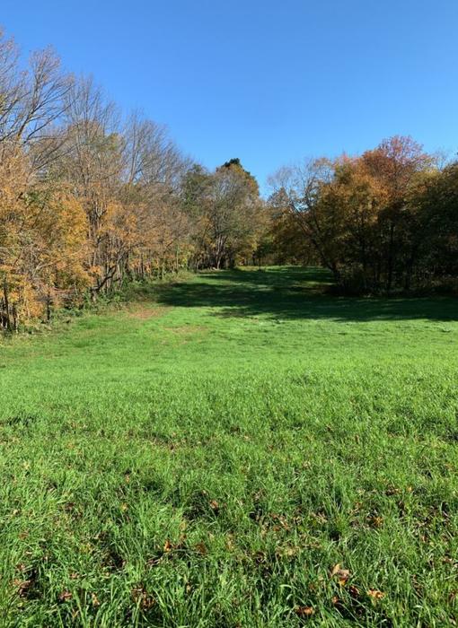 Bernard Church Woods