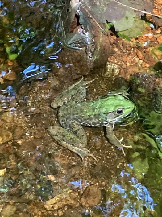 frog in a pond (Credit: Linda Anderson)
