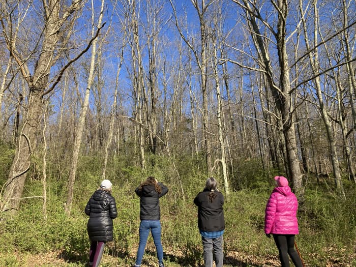 birdwatching at the forest edge (Credit: Linda Anderson)