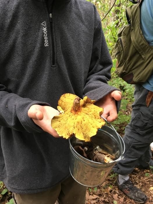a mushroom harvested on the property (Credit: Linda Anderson)