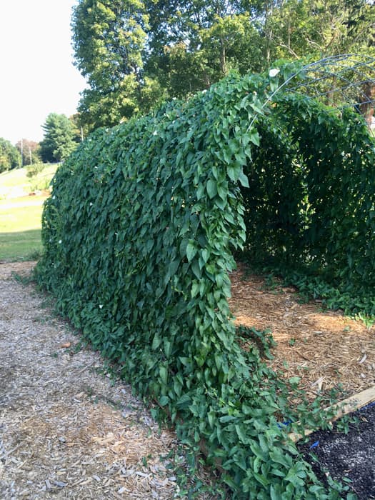 a foliage tunnel (Credit: Linda Anderson)