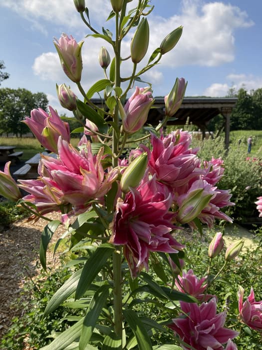 pink blossoms in the garden (Credit: Linda Anderson)