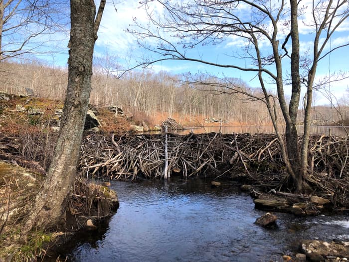 beaver dam in Hartman Park (Credit: Wendy Hill)