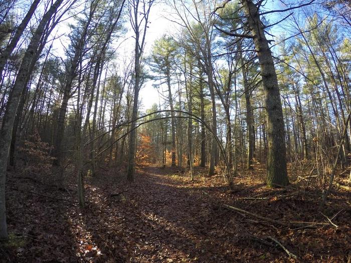 Bell Cedar Swamp - Appleton Preserve