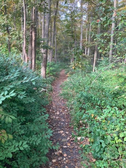 Bishop Estate East and Darling House Trails (Woodbridge Greenway)