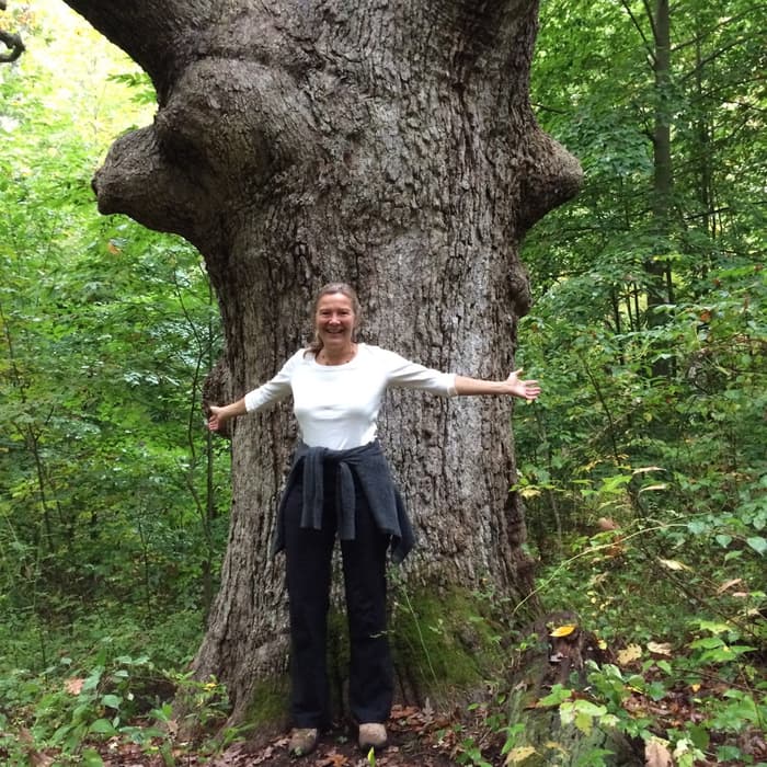 Wolf Tree on the blue trail.