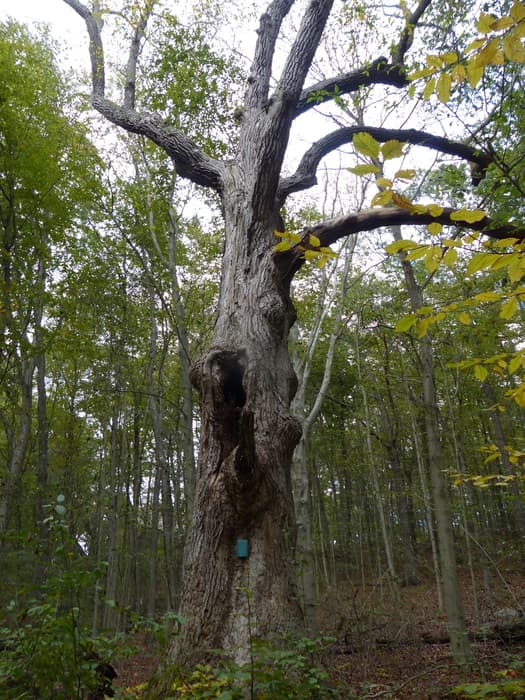 Giant Tulip Tree